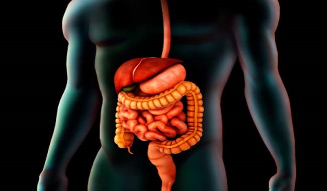 Microbes in your digestive system can determine your overall health: Study